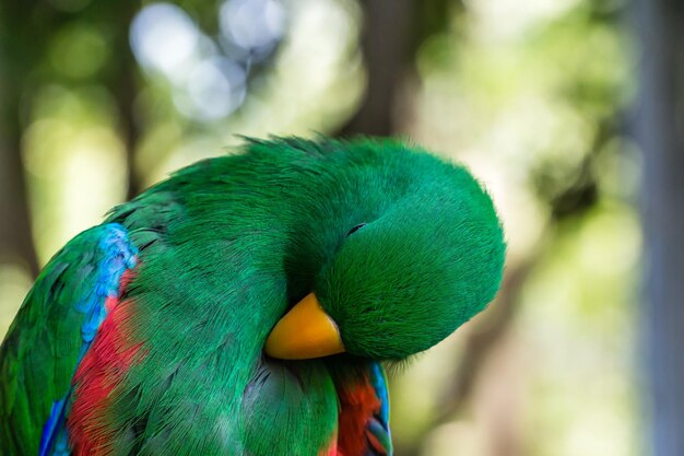 Foto close-up di un pappagallo eclectus maschio che si adorna contro gli alberi