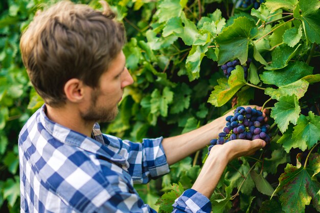 Close up male gardener hands pick fruits in a greenhouse 