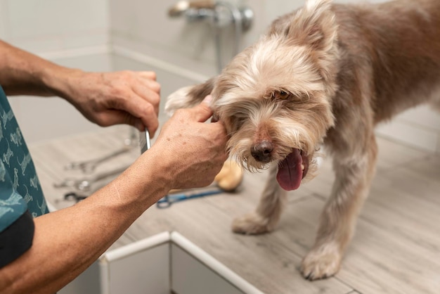 犬の美容院でのグルーミングのためのテーブルの上の男性のトリマー ヘアカット犬のクローズ アップ 犬のケア