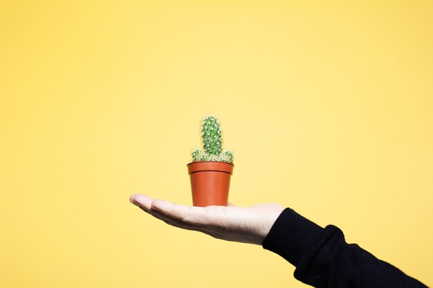 Close-up of male hand holding small green cactus in brown pot