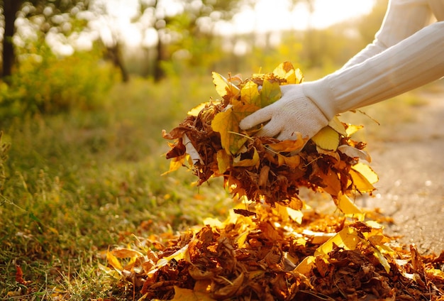 Foto primo piano di una mano maschile che rastrella le foglie di autunno in giardino lavori di giardino d'autunno