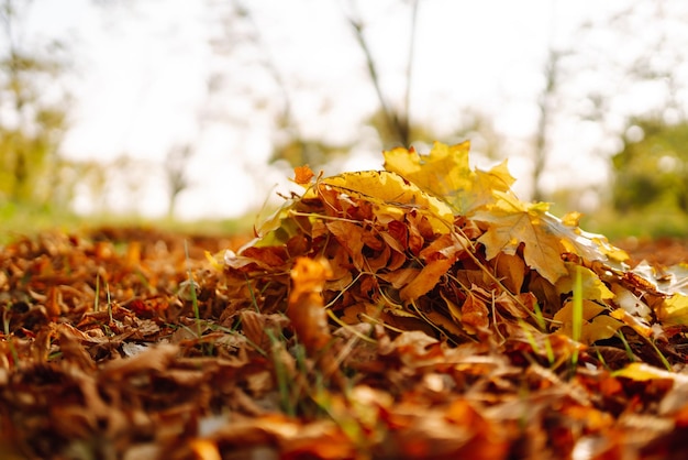 Close Up Of a male hand Raking Autumn Leaves In Garden Autumn garden works