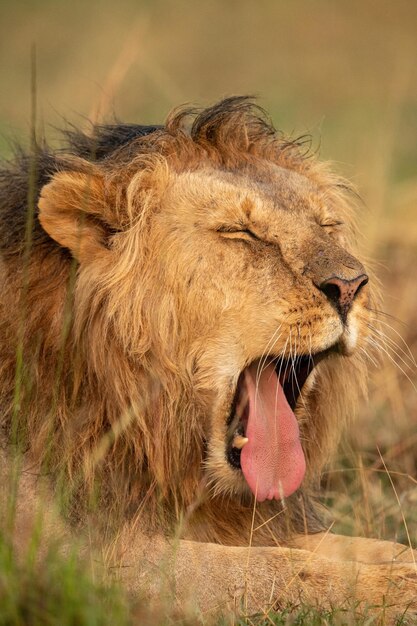 Close-up of male lion in grass yawning