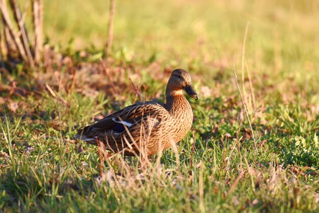 Photo close-up of a mallard duck on grass