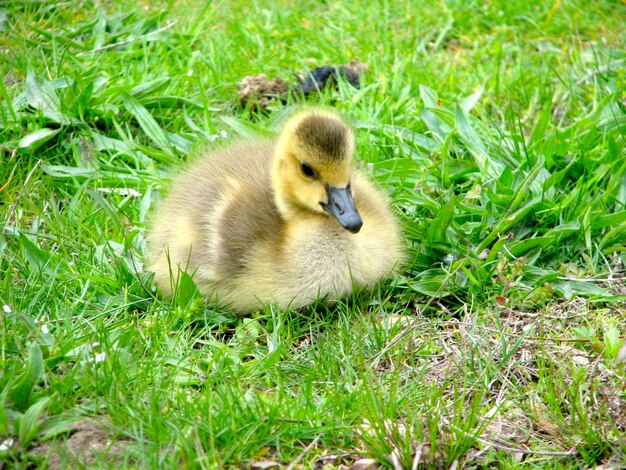 Close-up of mallard duck on grassy field