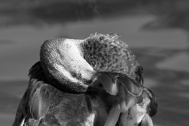 Photo close-up of mallard duck preening in lake