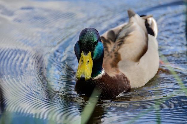 Photo close-up of mallard duck swimming in lake