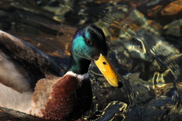 Foto prossimo piano di un'anatra mallarda che nuota in un lago