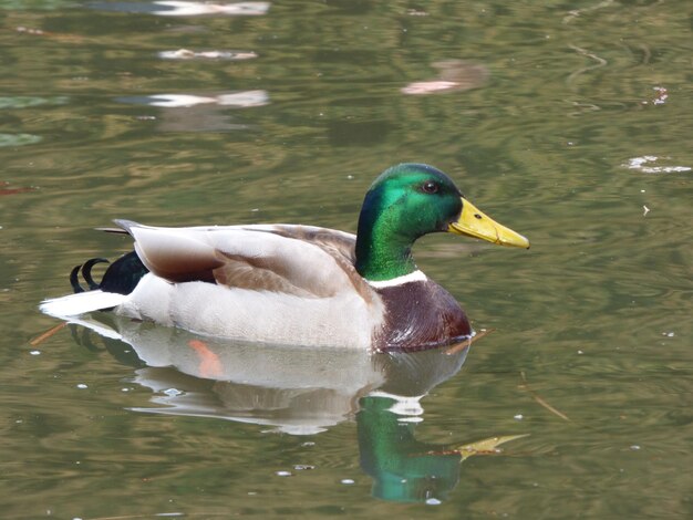 Photo close-up of mallard duck swimming in lake