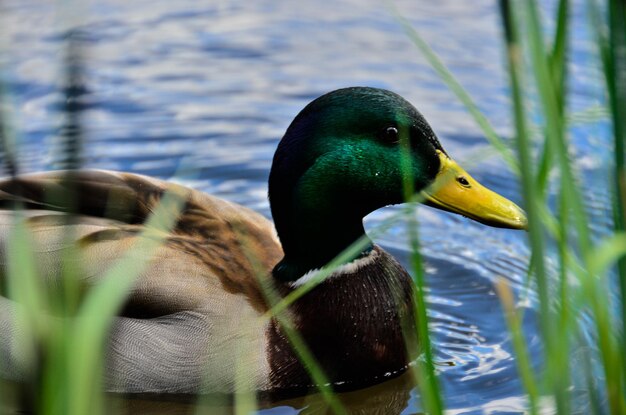 Photo close-up of mallard duck swimming on lake