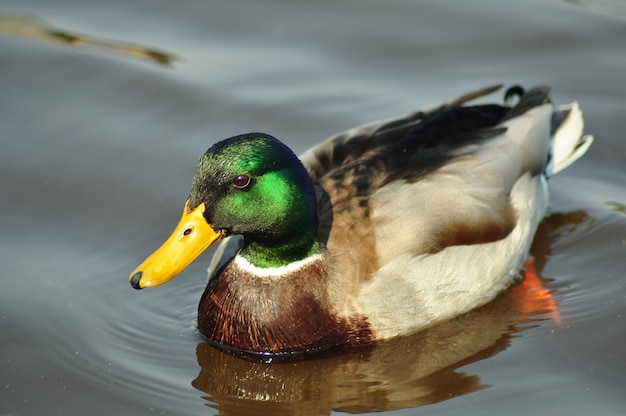 Photo close-up of mallard duck swimming in lake