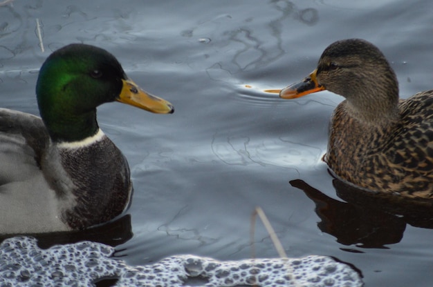 Photo close-up of mallard duck swimming in lake