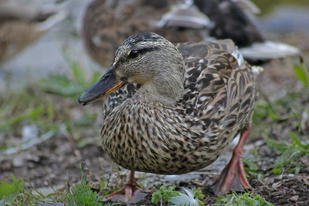 Photo close-up of mallard duck