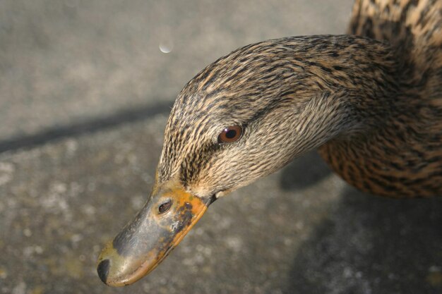Photo close-up of mallard duck
