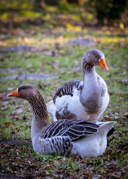 Close-up of mallard duck