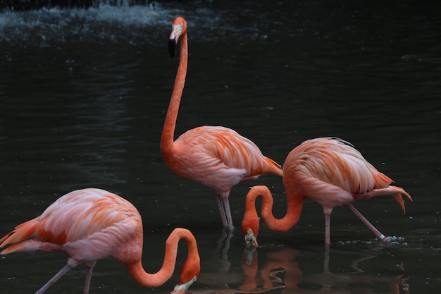 Foto prossimo piano delle anatre mallarde sul lago