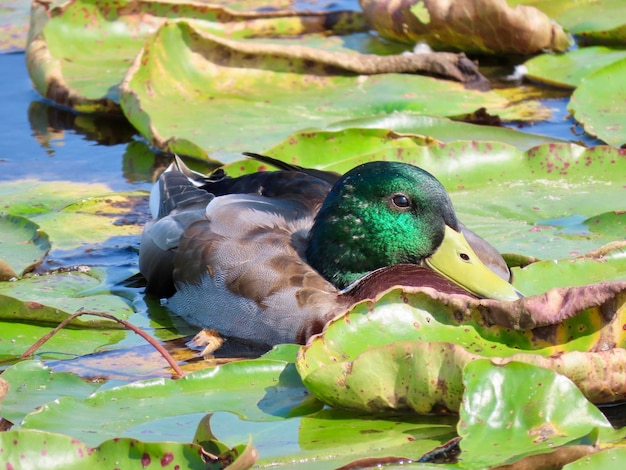 Close-up of a mallard