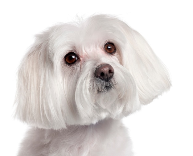 Close-up of Maltese, 7 years old,