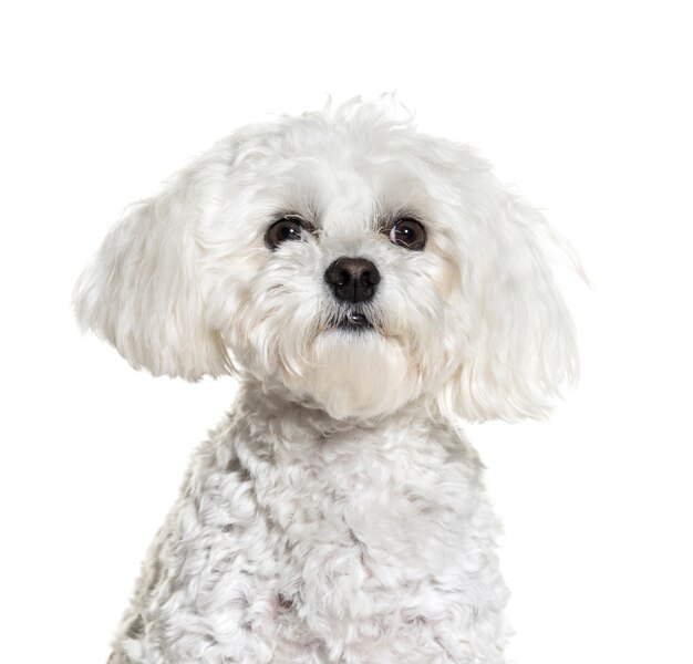 Close-up on a Maltese Dog, isolated