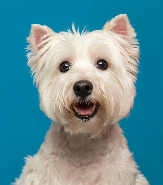 Close-up of a Maltese in front of a blue wall