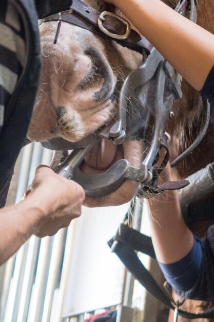 Photo close-up of man fixing bridle on horse