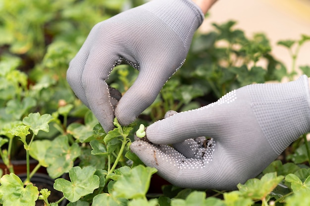 Photo close up man growing plants