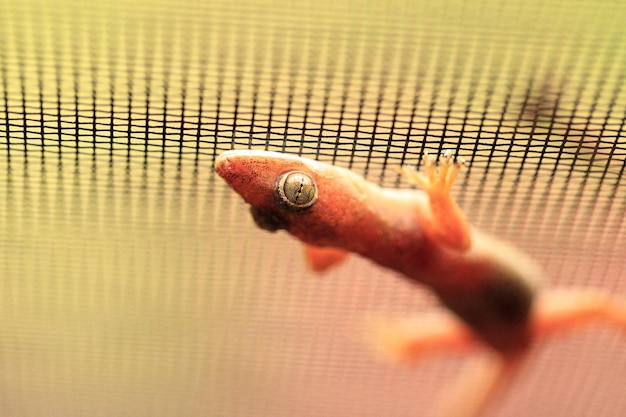 Photo close-up of man hand on window