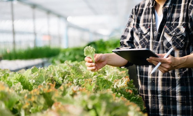 Close up of a man hands gardening lettuce in farm xA