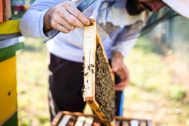 Close-up of man holding bee hive at farm