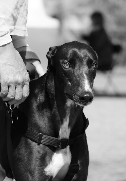 Foto close-up di un uomo che tiene un cane