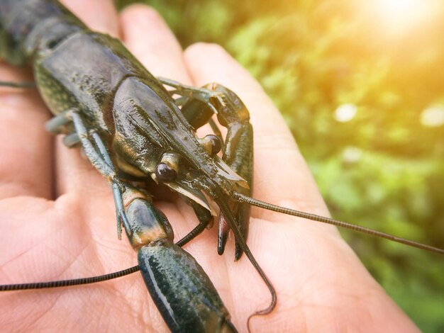 Close-up of man holding insect