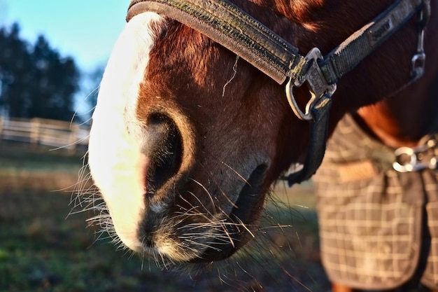 Foto close-up di un uomo che tiene all'aperto