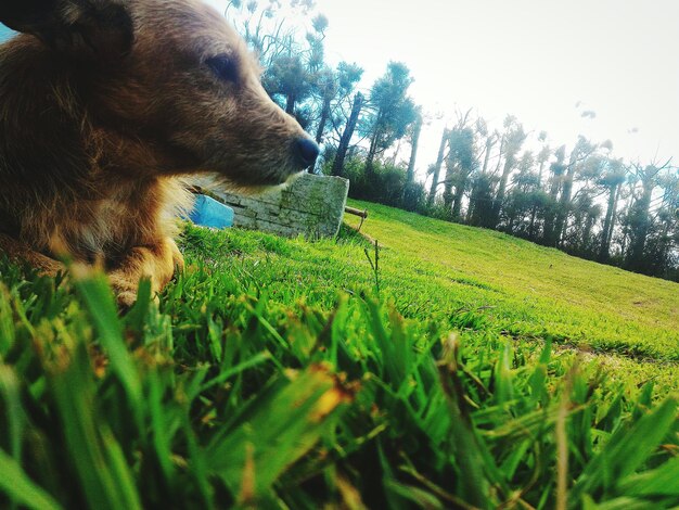 Close-up of man lying on grass