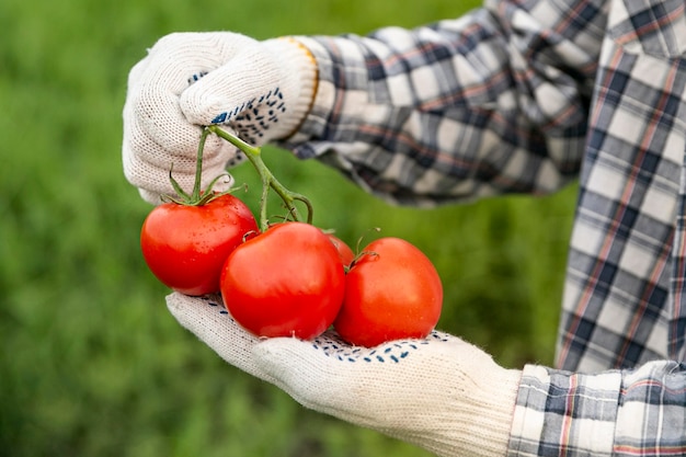 Foto close-up man met tomaten