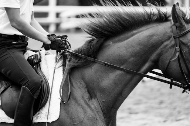 close-up of man with horse
