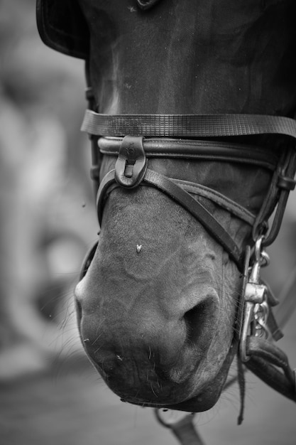 Photo close-up of man