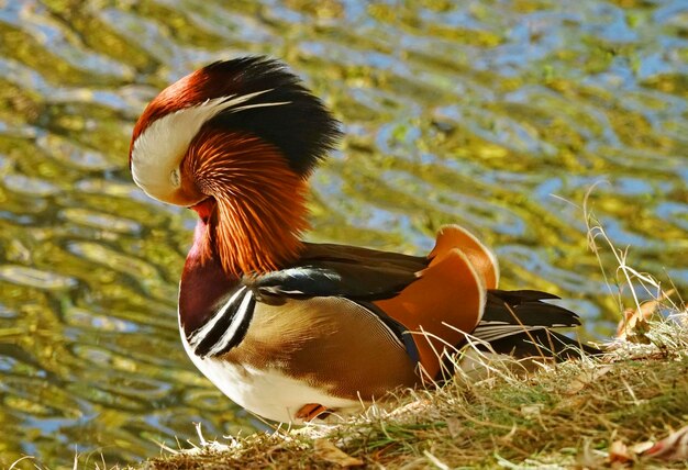 Foto prossimo piano dell'anatra mandarina nel lago