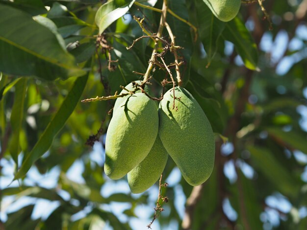 Close up mango fruits hanging on tree