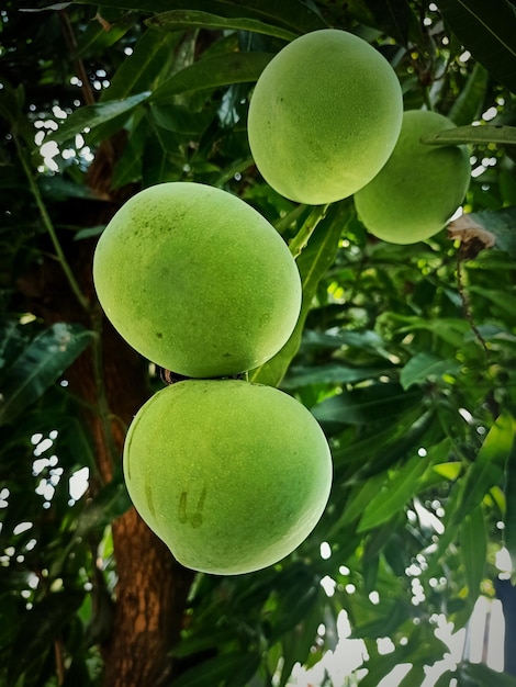 Close up of mango fruits on tree