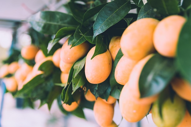 close-up of mango fruits