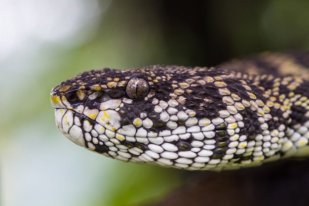 Photo close up of mangrove pitviper snake