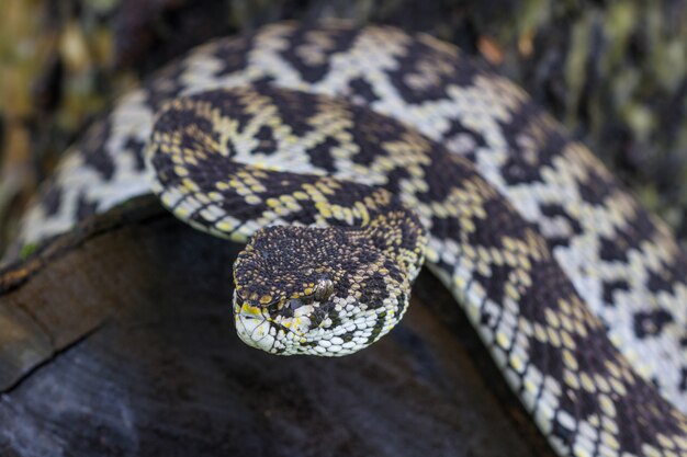 Close up of Mangrove Pitviper snake