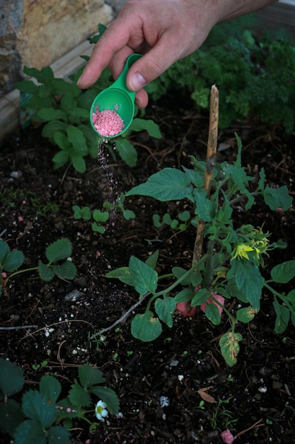 정원에 토마토 식물을 심는 사람의 손을 닫습니다. 식물을 돌보고 성장하는 개념