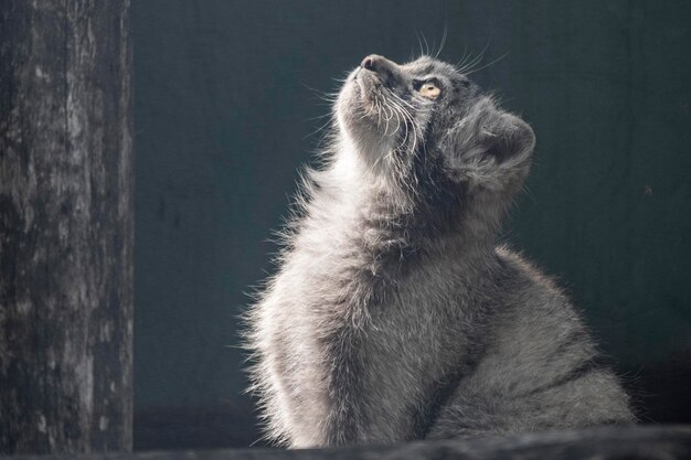 Close-up of manul