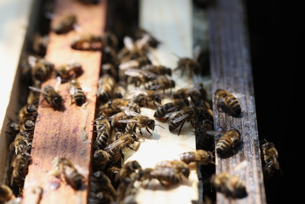 Close up of many bees on wooden beehive