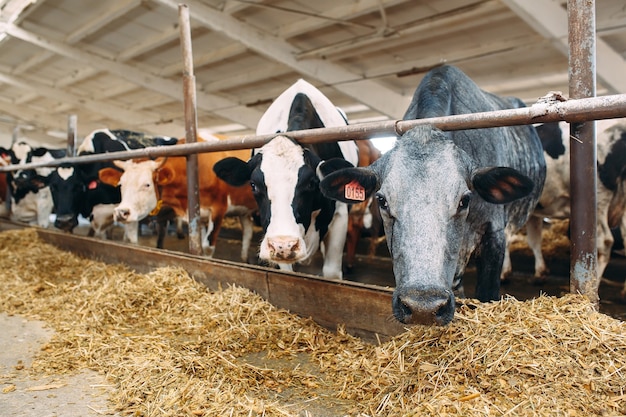 Close-up of many cows on a big farm
