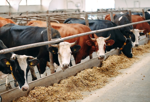 Close-up of many cows on a big farm