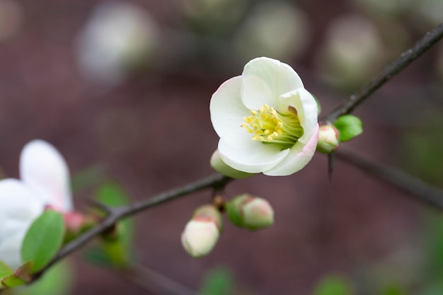  ⁇ 색 Chaenomeles japonica 관목의 많은 섬세한  ⁇ 색 꽃을 닫으십시오. 일반적으로 일본 또는 Maule의 quince로 알려진  ⁇ 은 봄 정원에서 아름다운 일본 꽃 꽃 배경 사쿠라