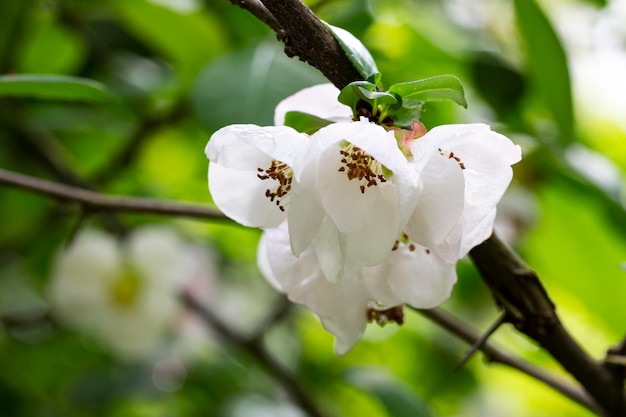 Close up many delicate white blossoms of white Chaenomeles japonica shrub