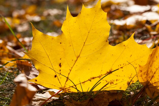 Close up on maple foliage